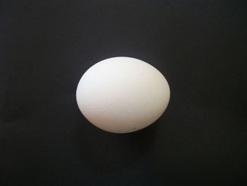 Egg